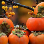 10 reasons to buy persimmons for every day